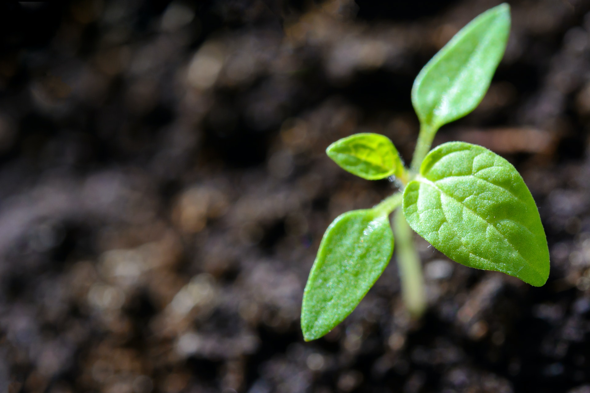 closeup-photo-of-sprout-1002703