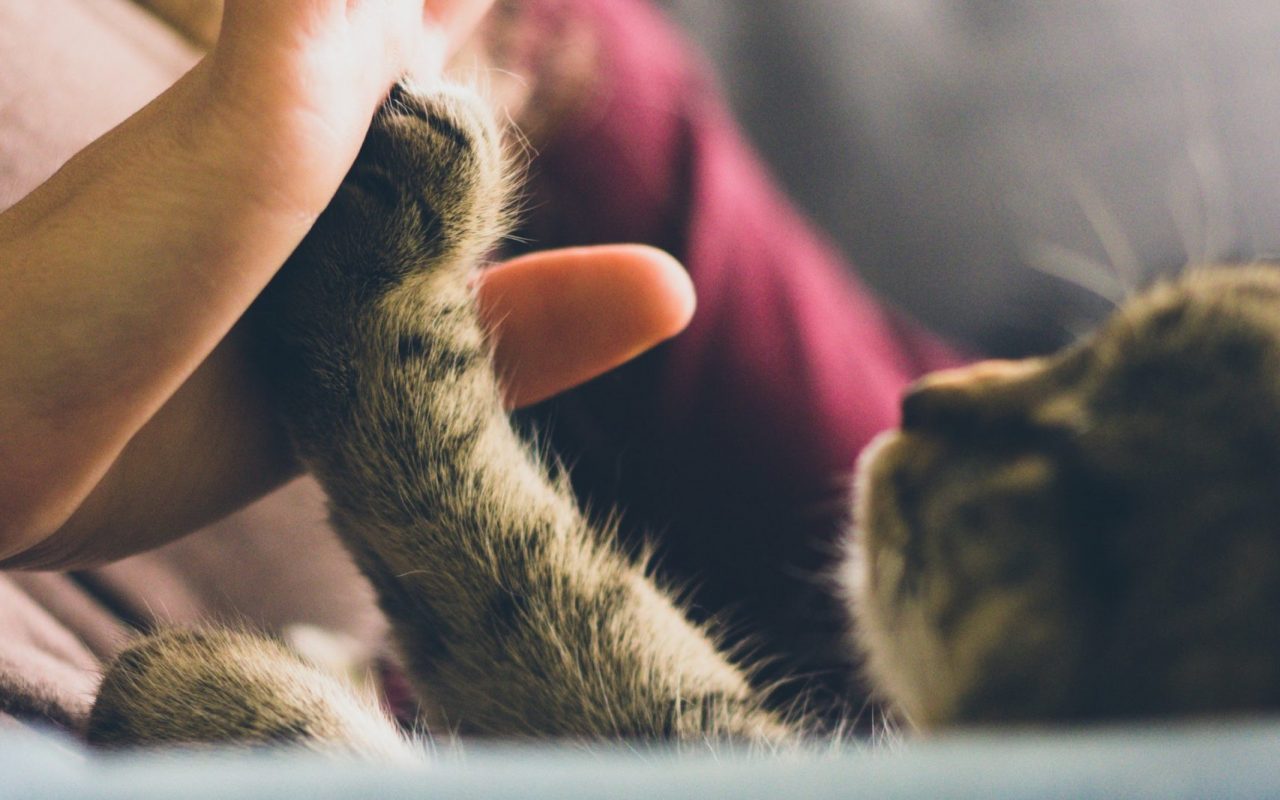 person-giving-high-five-to-grey-cat-38867
